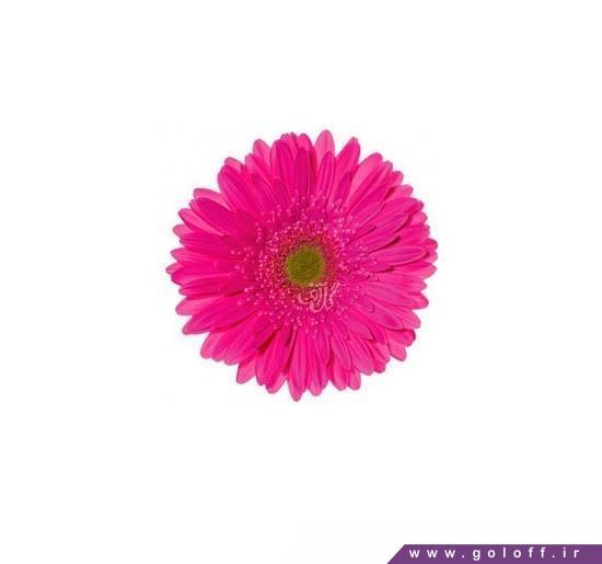 گلسرای اینترنتی - گل ژربرا ایسیمار - Gerbera | گل آف